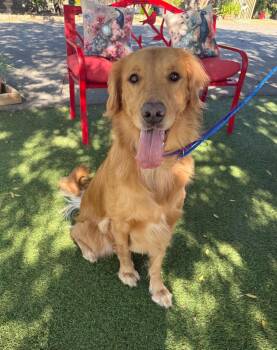 Seven -  Golden Retriever Dog for Adoption in Temecula, California - Seven | PetCurious