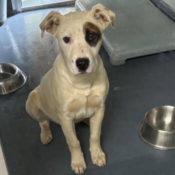 Terrier and Mixed Breed Dogs Available for Adoption in Galax, Virginia - Alvin | PetCurious