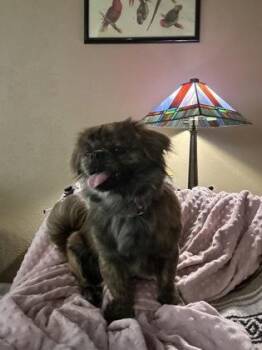 Shih Tzu and Mixed Breed Dogs Available for Adoption in Fort Worth, Texas - Chocolate Chip | PetCurious