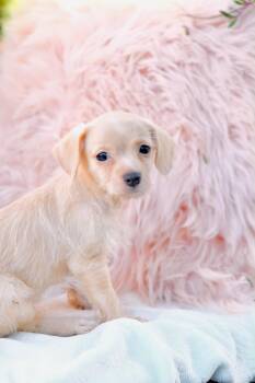 Gomez -  Poodle and Chihuahua Dog for Adoption in San Diego, California - Gomez | PetCurious