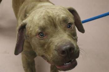 BUCK -  Mixed Breed Dog for Adoption in Columbia, South Carolina - BUCK | PetCurious
