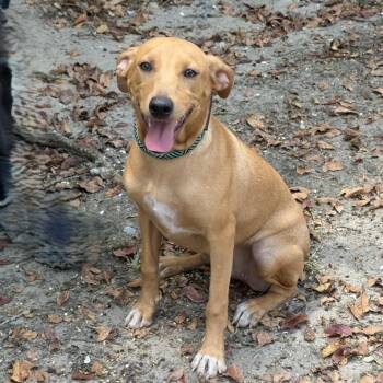 Linda -  Terrier and Labrador Retriever Dog for Adoption in Slidell, Louisiana - Linda | PetCurious