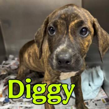 Diggy -  Coonhound and Mixed Breed Dog for Adoption in Franklin, North Carolina - Diggy | PetCurious
