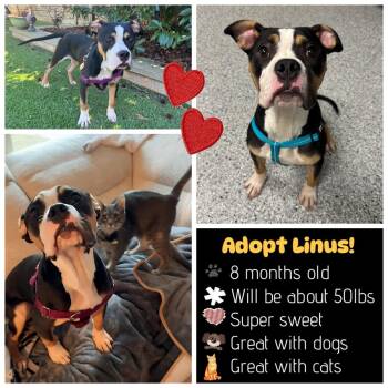 American Staffordshire Terrier Dogs Available for Adoption - Linus | PetCurious