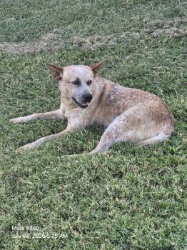 SANZON -  American Staffordshire Terrier Dog for Adoption in San Antonio, Texas - SANZON | PetCurious