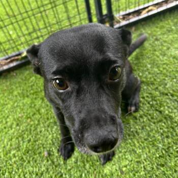 Black Labrador Retriever Dogs Available for Adoption in Tampa, Florida - Mama Chocolate HW+ | PetCurious