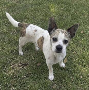 Mateo -  Jack Russell Terrier and Chihuahua Dog for Adoption in Newport Beach, California - Mateo | PetCurious