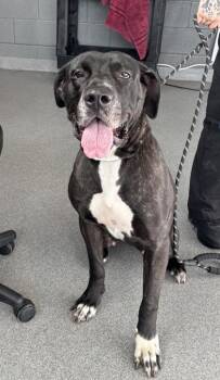 Mixed Breed Dogs Available for Adoption in West Chester, Pennsylvania - Esmeralda | PetCurious