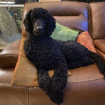 Rescue Standard Poodle Dogs for Adoption in Houston, Texas - Burton | PetCurious