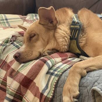 Labrador Retriever Dogs Available for Adoption in Roanoke, Virginia - Pippin | PetCurious