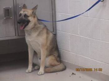German Shepherd Dog Dogs Available for Adoption in Marietta, Georgia - Max(113) | PetCurious