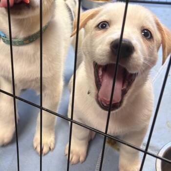 Mayonnaise -  Mixed Breed Dog for Adoption in Buffalo, Minnesota - Mayonnaise | PetCurious