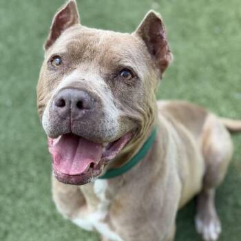 Pit Bull Terrier Dogs Available for Adoption in Greensboro, North Carolina - Koba | PetCurious