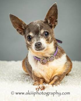 Rosie - Special Needs -  Chihuahua Dog for Adoption in Plano, Texas - Rosie - Special Needs | PetCurious