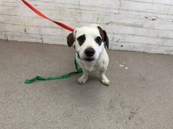 HANK -  Beagle and Mixed Breed Dog for Adoption in San Bernardino, California - HANK | PetCurious