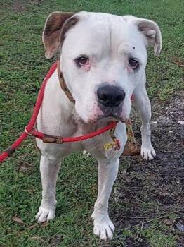 American Bulldog Dogs Available for Adoption in Fort Lauderdale, Florida - SEBASTIAN | PetCurious