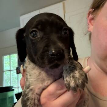 Berkeley -  Black Labrador Retriever and Mixed Breed Dog for Adoption in Rockville, Maryland - Berkeley | PetCurious