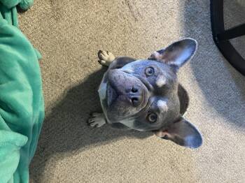 Gus -  French Bulldog Dog for Adoption in Savannah, Georgia - Gus | PetCurious