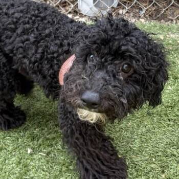 Alexander the Great -  Poodle Dog for Adoption in Houston, Texas - Alexander The Great | PetCurious