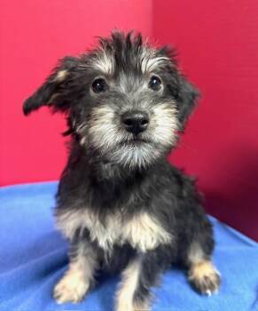 Terrier and Mixed Breed Dogs Available for Adoption - Jannik | PetCurious