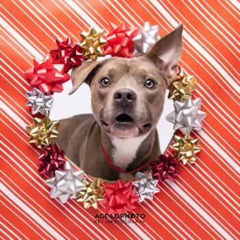 Terrier Dogs Available for Adoption - Sparkle | PetCurious