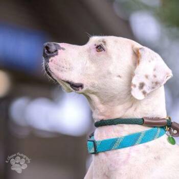 Terrier and Mixed Breed Dogs Available for Adoption - Keo | PetCurious