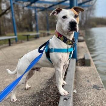 Rescue Pit Bull Terrier Dogs for Adoption in Chicago, Illinois - Turbo | PetCurious