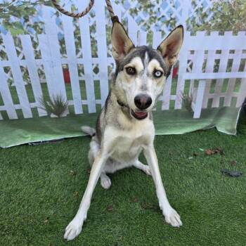GYPSY -  Siberian Husky Dog for Adoption in Long Beach, California - GYPSY | PetCurious