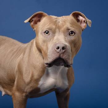 Mama Jasey -  Mixed Breed Dog for Adoption in Franklin, Tennessee - Mama Jasey | PetCurious