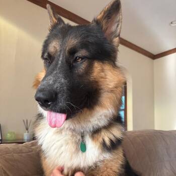 Kerouac -  Mixed Breed Dog for Adoption in Buffalo, Minnesota - Kerouac | PetCurious