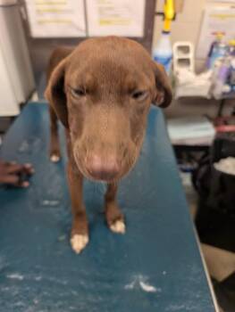 Hermione -  Mixed Breed Dog for Adoption in Mobile, Alabama - Hermione | PetCurious