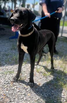 Abigail -  Mixed Breed Dog for Adoption in Murray, Kentucky - Abigail | PetCurious