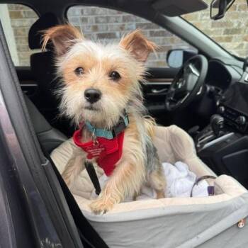 Finn -  Yorkshire Terrier and Terrier Dog for Adoption in Jacksonville, Florida - Finn | PetCurious