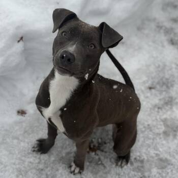 Mixed Breed Dogs Available for Adoption - CORA | PetCurious