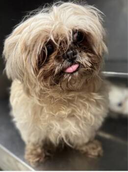 Rescue Shih Tzu Dogs for Adoption in Chicago, Illinois - Star | PetCurious