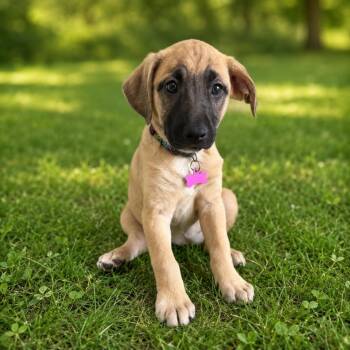 Charli -  German Shepherd Dog Dog for Adoption in Miami, Florida - Charli | PetCurious