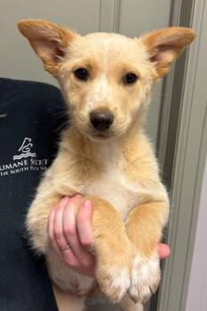 Shepherd and Siberian Husky Dogs Available for Adoption in Littleton, Colorado - Gig | PetCurious