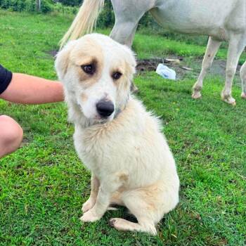 Great Pyrenees Dogs Available for Adoption in Hackett, Arkansas - Harvey | PetCurious