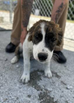 Meatloaf -  Mixed Breed Dog Available for Adoption in Manchester, Tennessee - Meatloaf | PetCurious