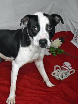 Pit Bull Terrier Dogs Available for Adoption in Monroe, Louisiana - General | PetCurious