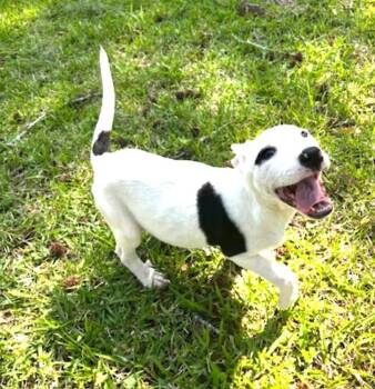 American Staffordshire Terrier and Border Collie Dogs Available for Adoption in Watertown, Connecticut - Rainey | PetCurious