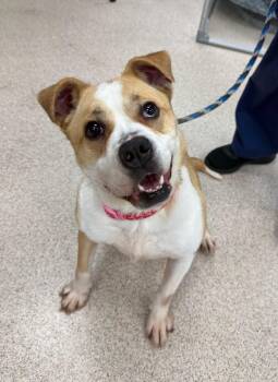 Coco Bell -  Australian Shepherd and Bulldog Dog for Adoption in Teterboro, New Jersey - Coco Bell | PetCurious