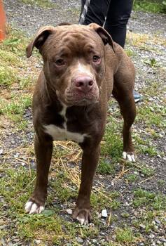 Edger -  Pit Bull Terrier Dog for Adoption in Elkins, West Virginia - Edger | PetCurious