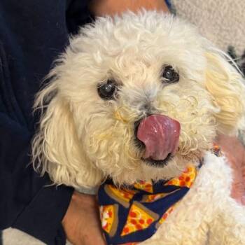 Rico -  Miniature Poodle Dog for Adoption in Sunderland, Maryland - Rico | PetCurious