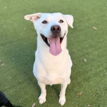 Rescue Labrador Retriever and Mixed Breed Dogs for Adoption in Loxahatchee Groves, Florida - Snow 4248 | PetCurious