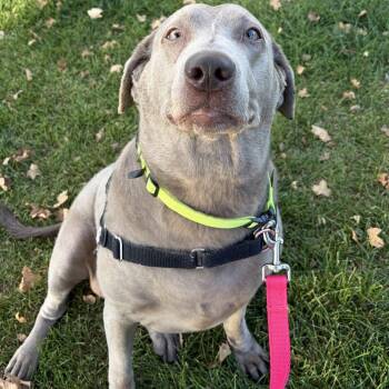 Rescue Labrador Retriever Dogs for Adoption in Murray, Utah - Darla | PetCurious