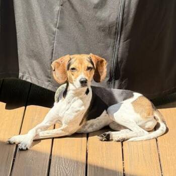 Beagle and Foxhound Dogs Available for Adoption in Midlothian, Virginia - May Bell | PetCurious
