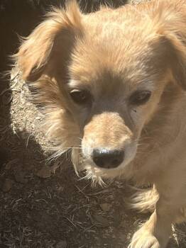 Rescue Spaniel and Chihuahua Dogs for Adoption in Jamestown, California - Pumpkin | PetCurious