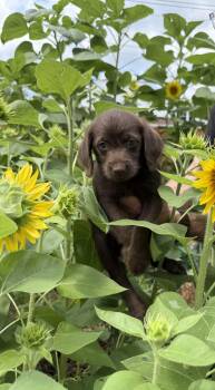 Wren -  Spaniel and Terrier Dog for Adoption in Berlin, New Jersey - Wren | PetCurious