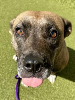 Reece -  Mixed Breed Dog for Adoption in Wichita, Kansas - Reece | PetCurious